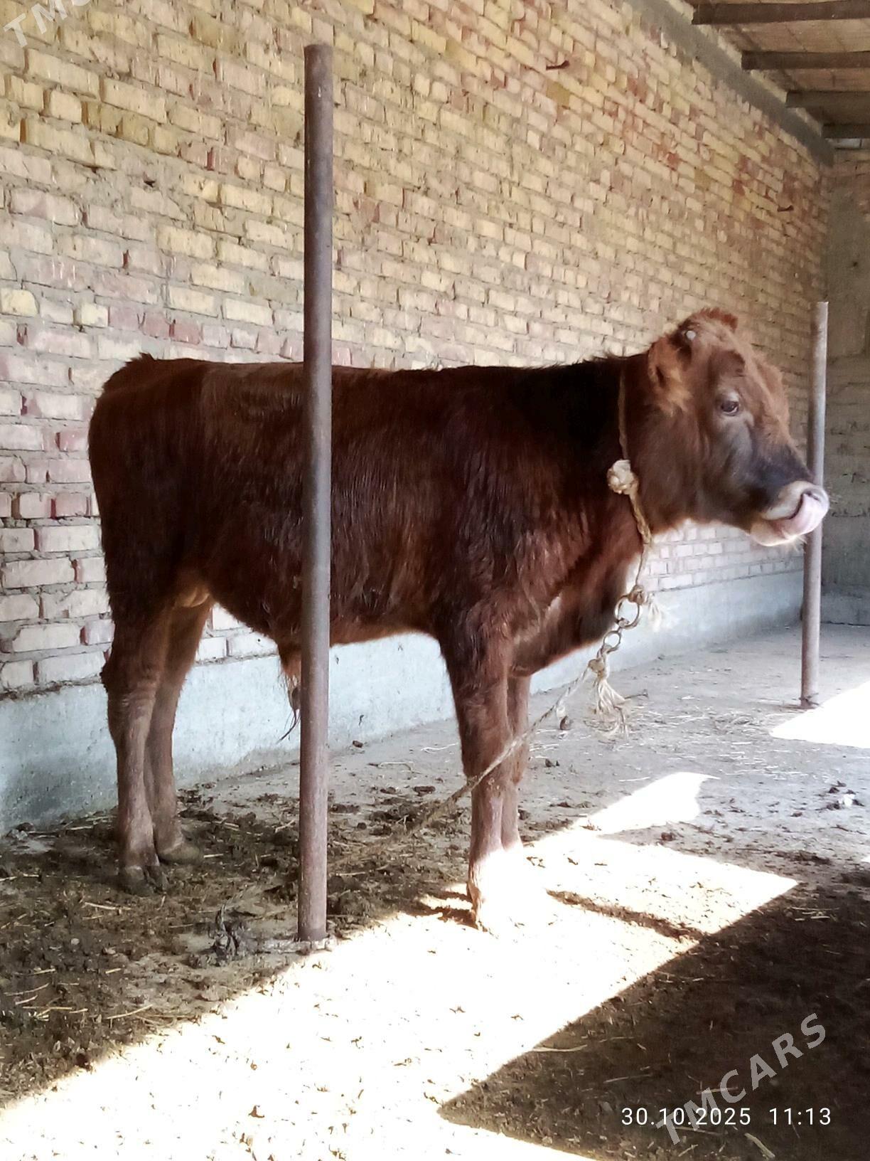 Öküz Gibrit 9 aýlyk - Gökdepe - img 8