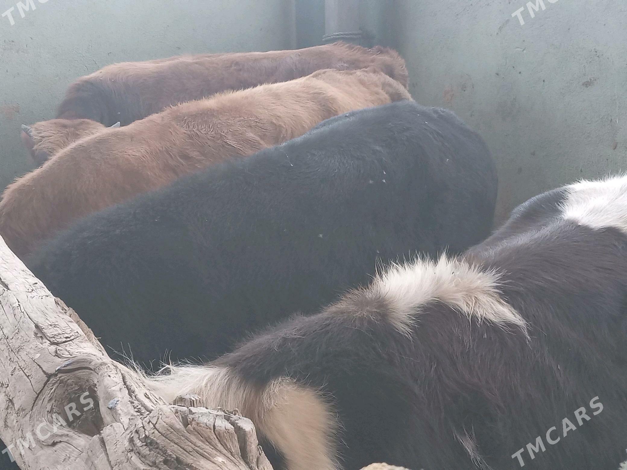 5.sany okiz - Бузмеин - img 5