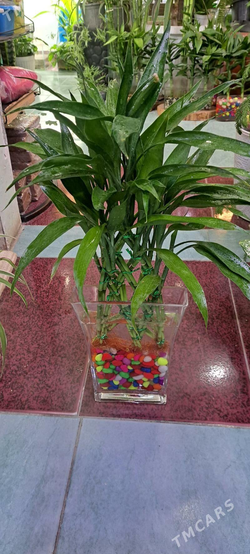 композиции в аквариуме - Aşgabat - img 1