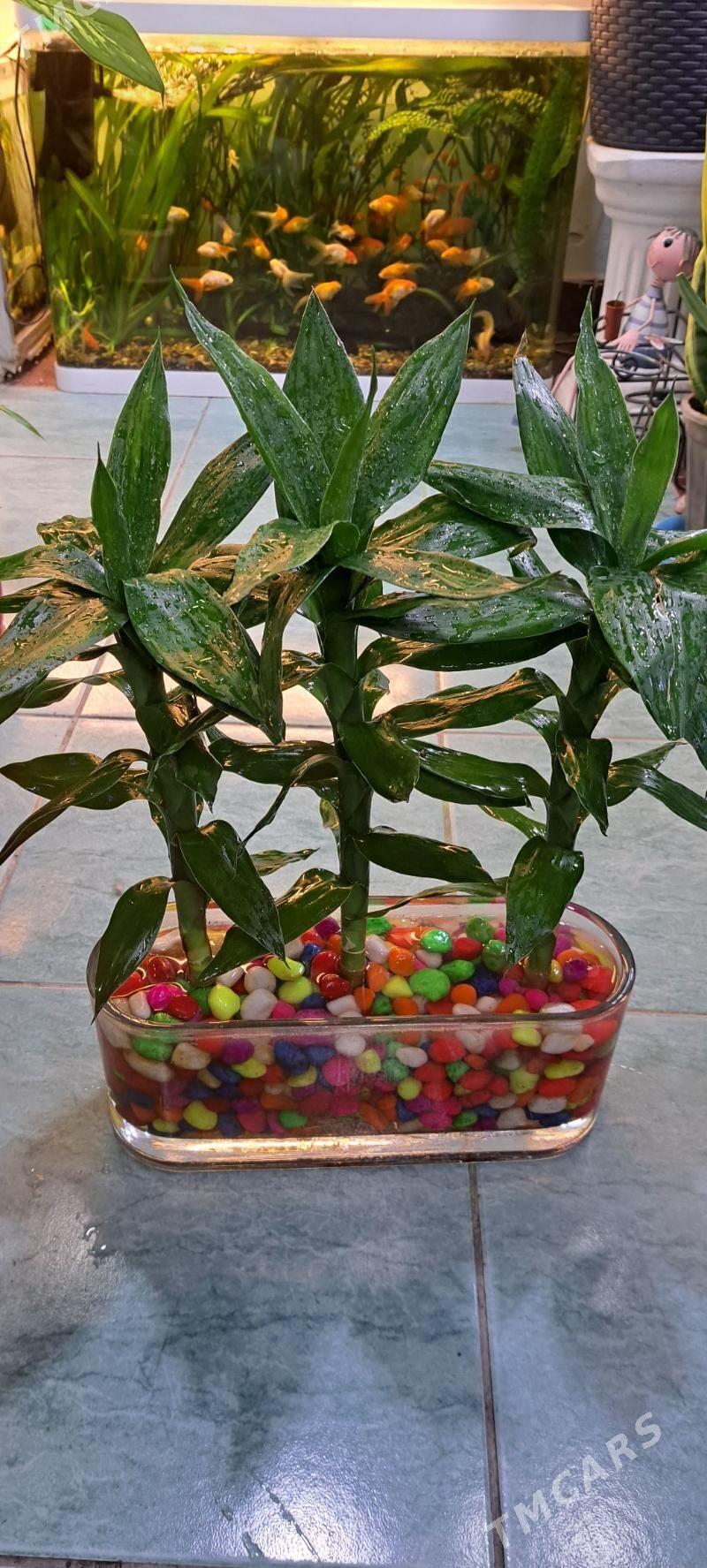 композиции в аквариуме - Aşgabat - img 3