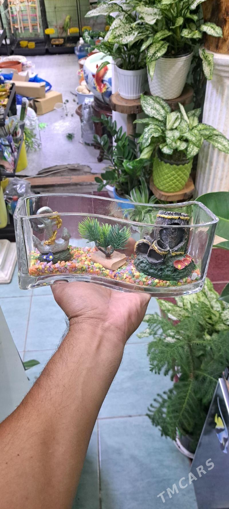 композиции в аквариуме - Aşgabat - img 2