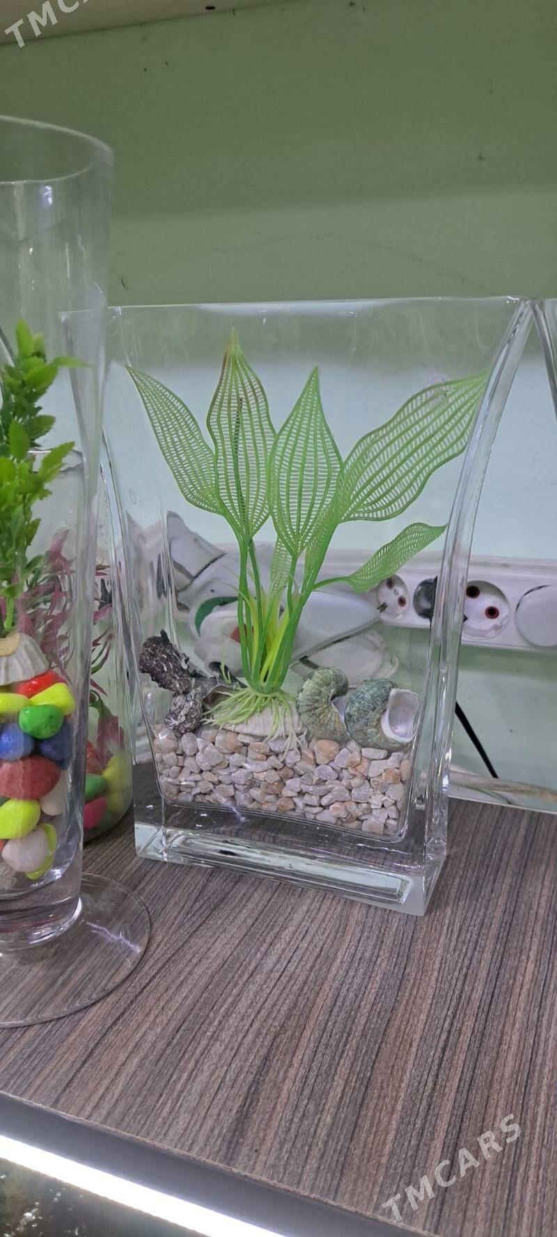 композиции в аквариуме - Aşgabat - img 5