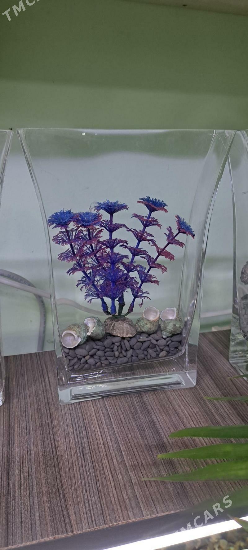 композиции в аквариуме - Aşgabat - img 7