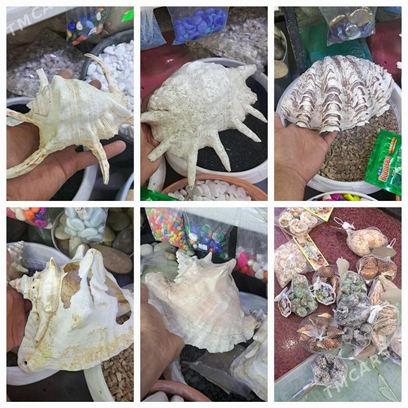 композиции в аквариуме - Aşgabat - img 8