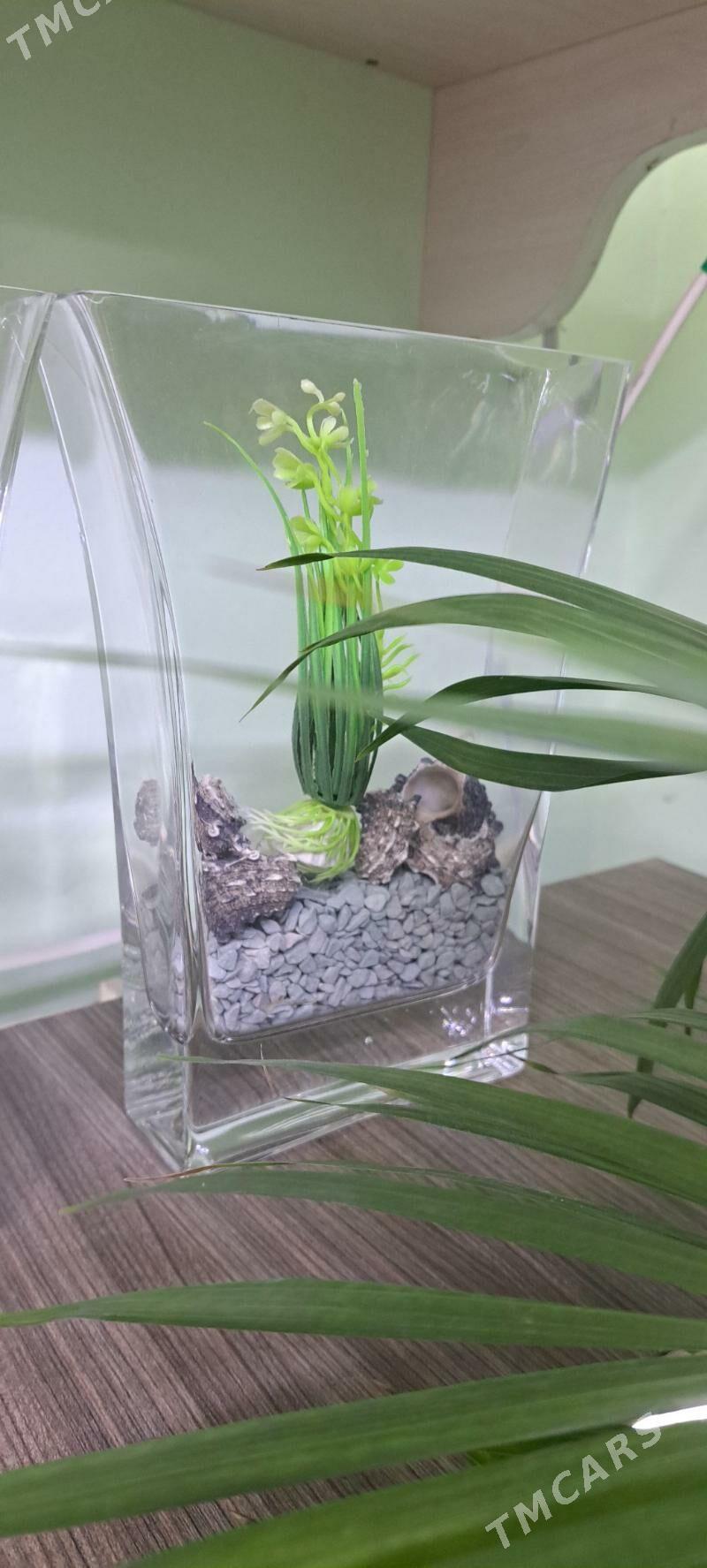 композиции в аквариуме - Aşgabat - img 6