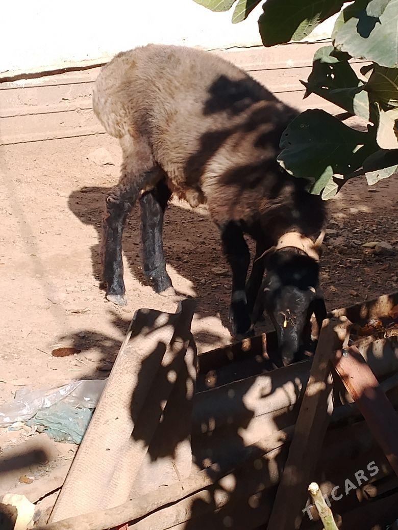 koc guzy su ylky - Дашогуз - img 3