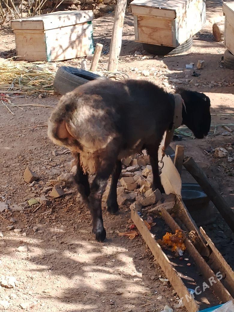 koc guzy su ylky - Дашогуз - img 2