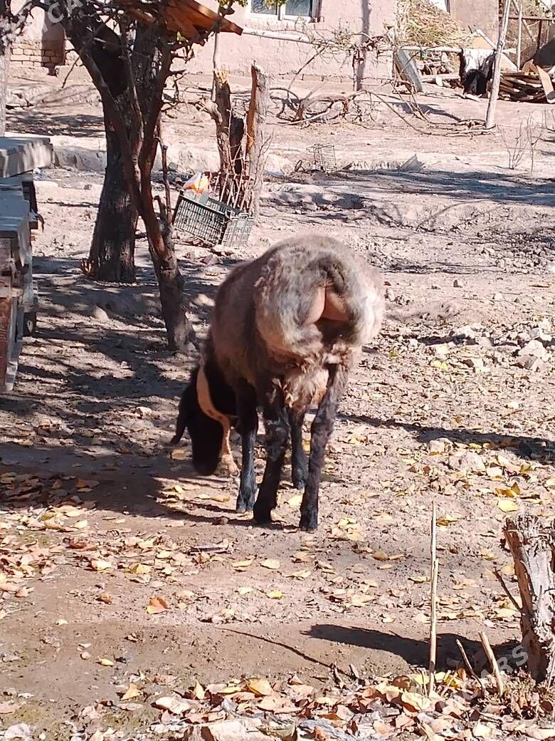 koc guzy su ylky - Дашогуз - img 1