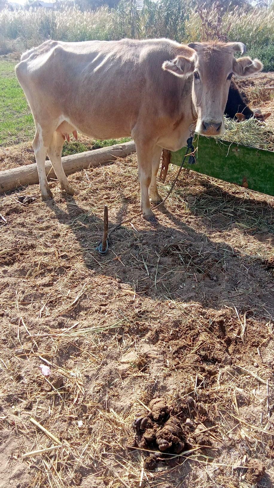 goleli sygyr - Babadaýhan - img 1