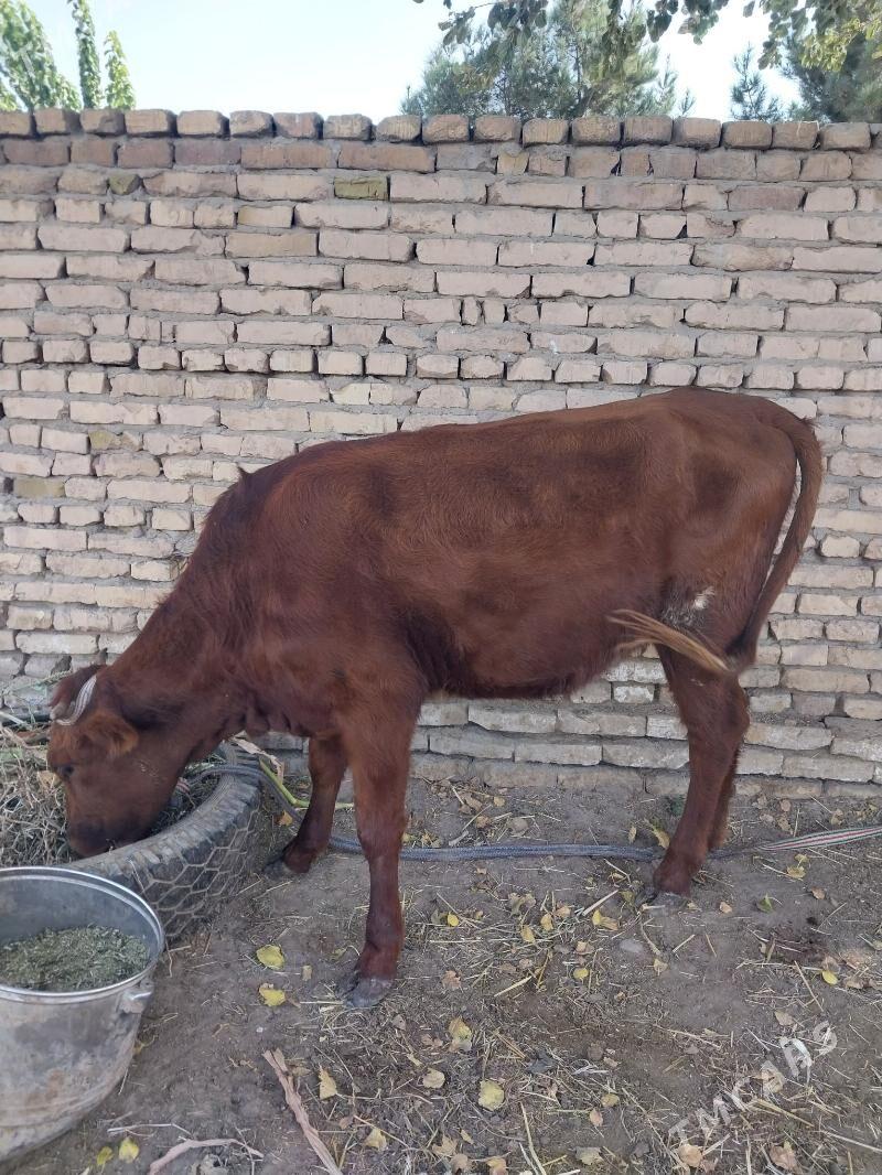 Bogaz gunajyn - Саят - img 3