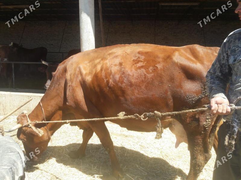 Bogaz gunajyn - Саят - img 4