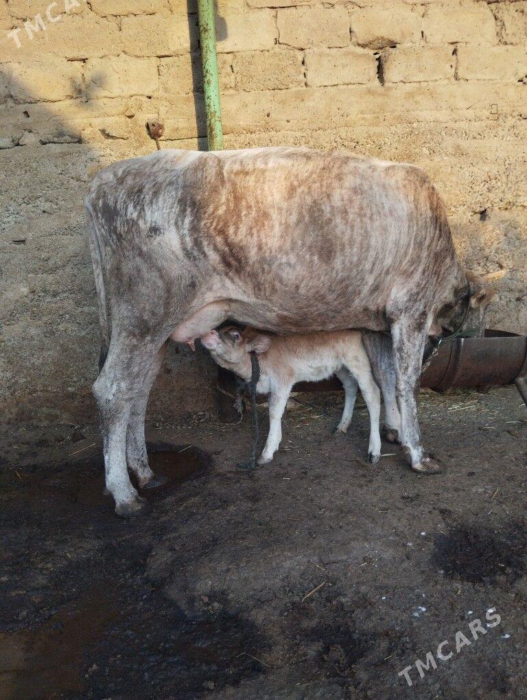 sygyr göleli - Garadamak Şor - img 2