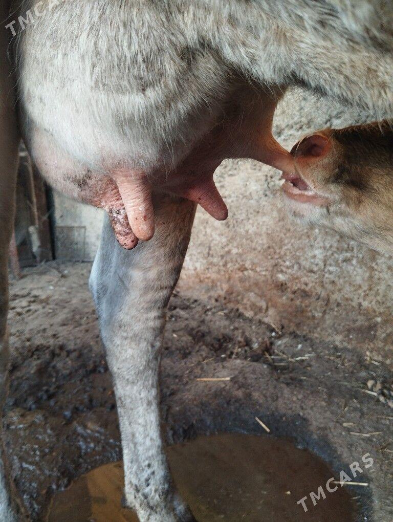 sygyr göleli - Garadamak Şor - img 1