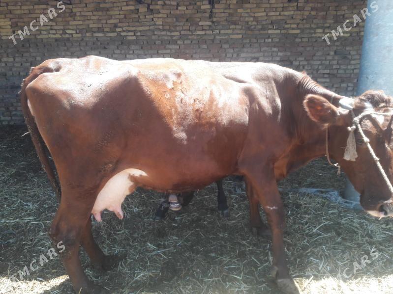 Bogaz gunajyn - Саят - img 5