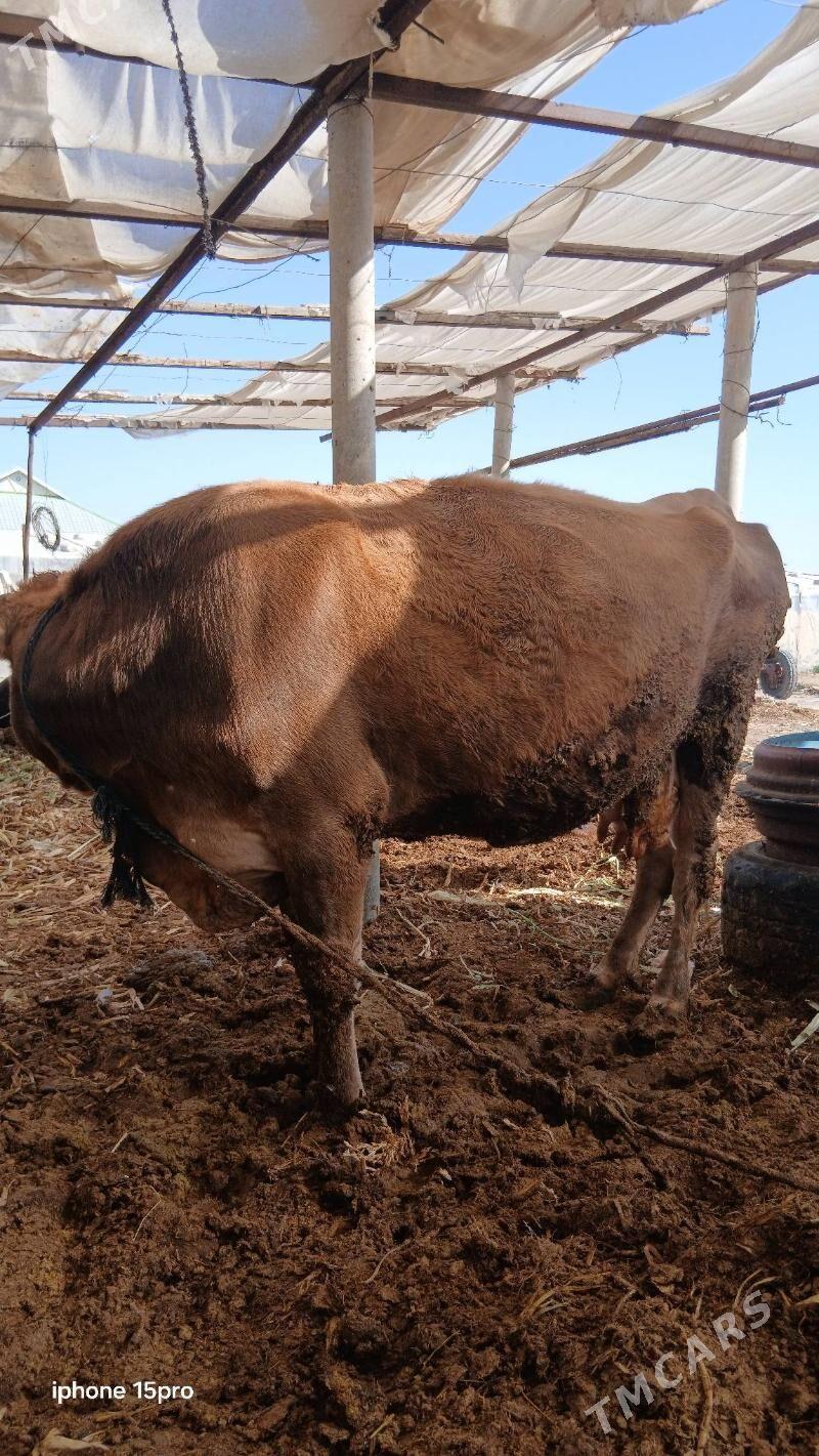 sygyr - Бузмеин - img 4