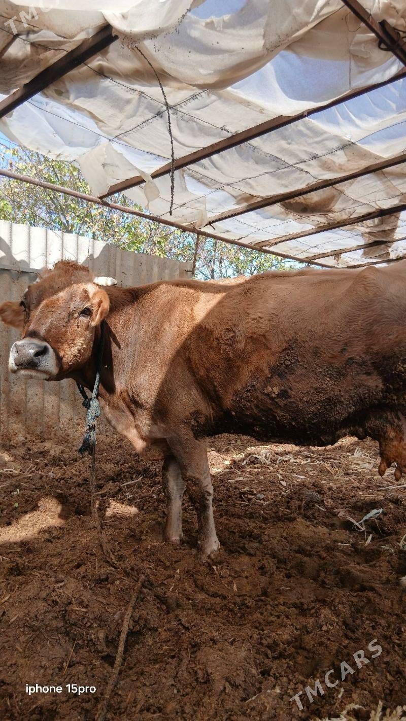 sygyr - Бузмеин - img 2