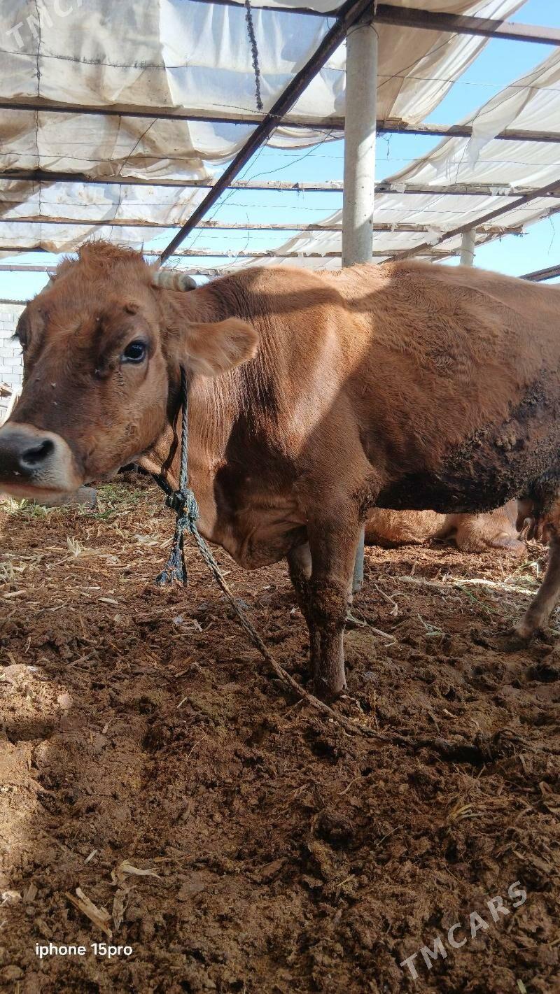 sygyr - Бузмеин - img 3