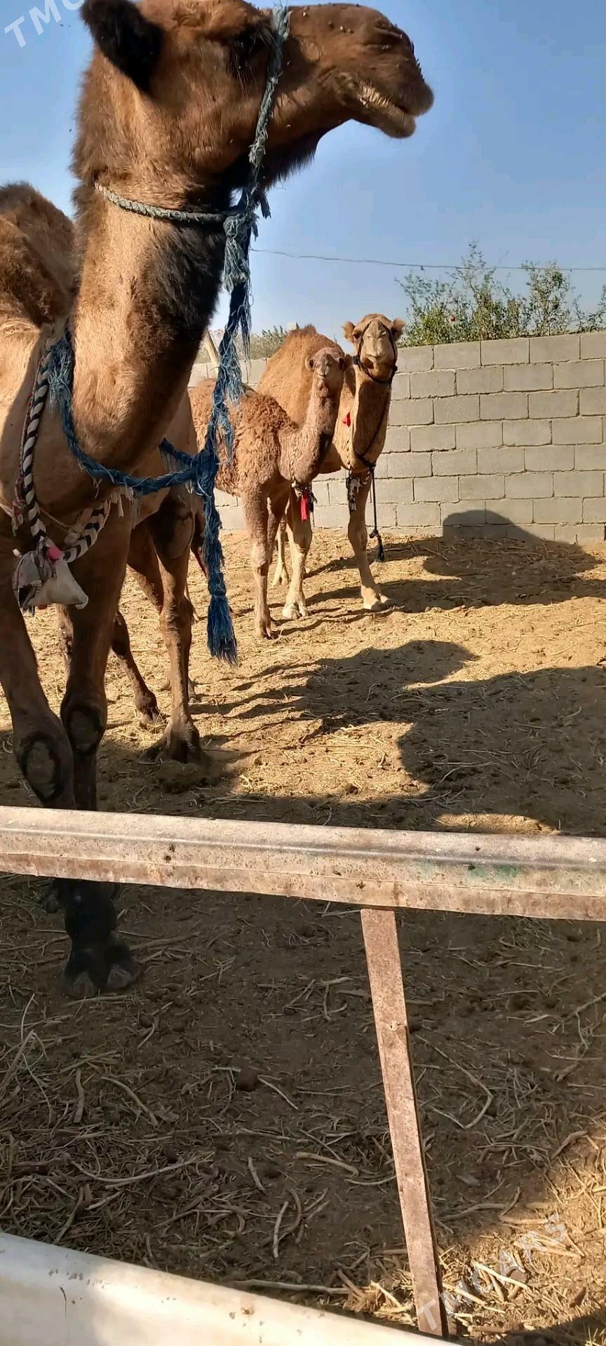 Duỳe satlyk - Büzmeýin - img 1