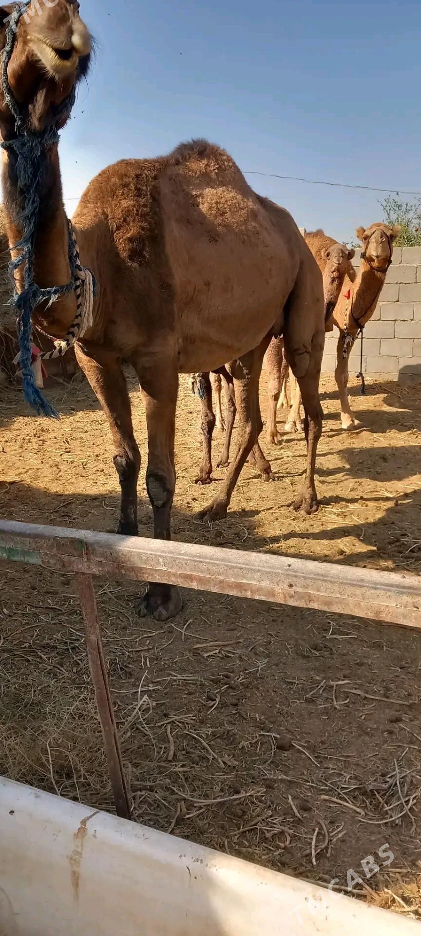 Duỳe satlyk - Büzmeýin - img 3