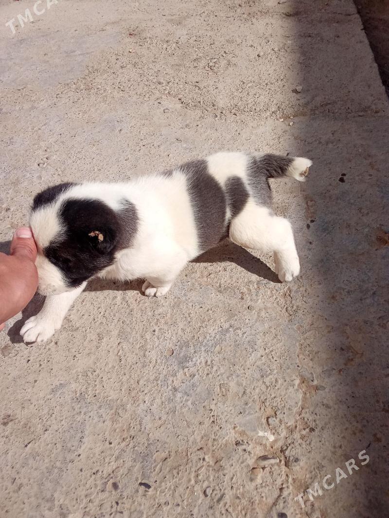 kiçi gujuk caga - Мургап - img 1