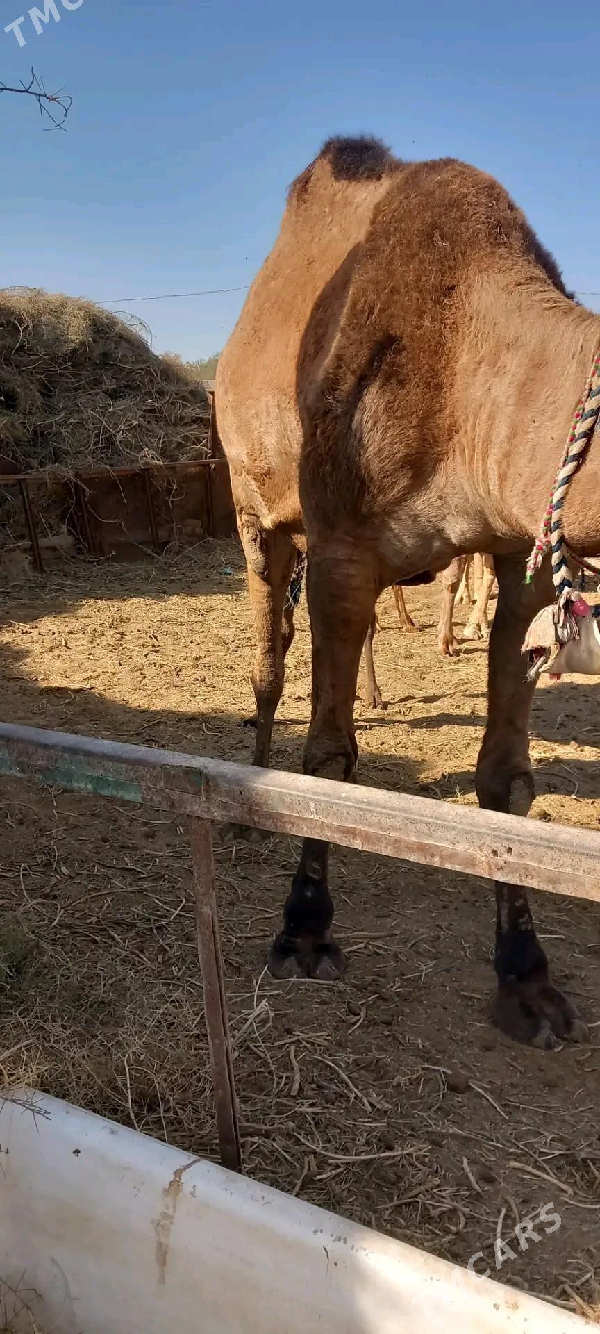 Duỳe satlyk - Büzmeýin - img 2