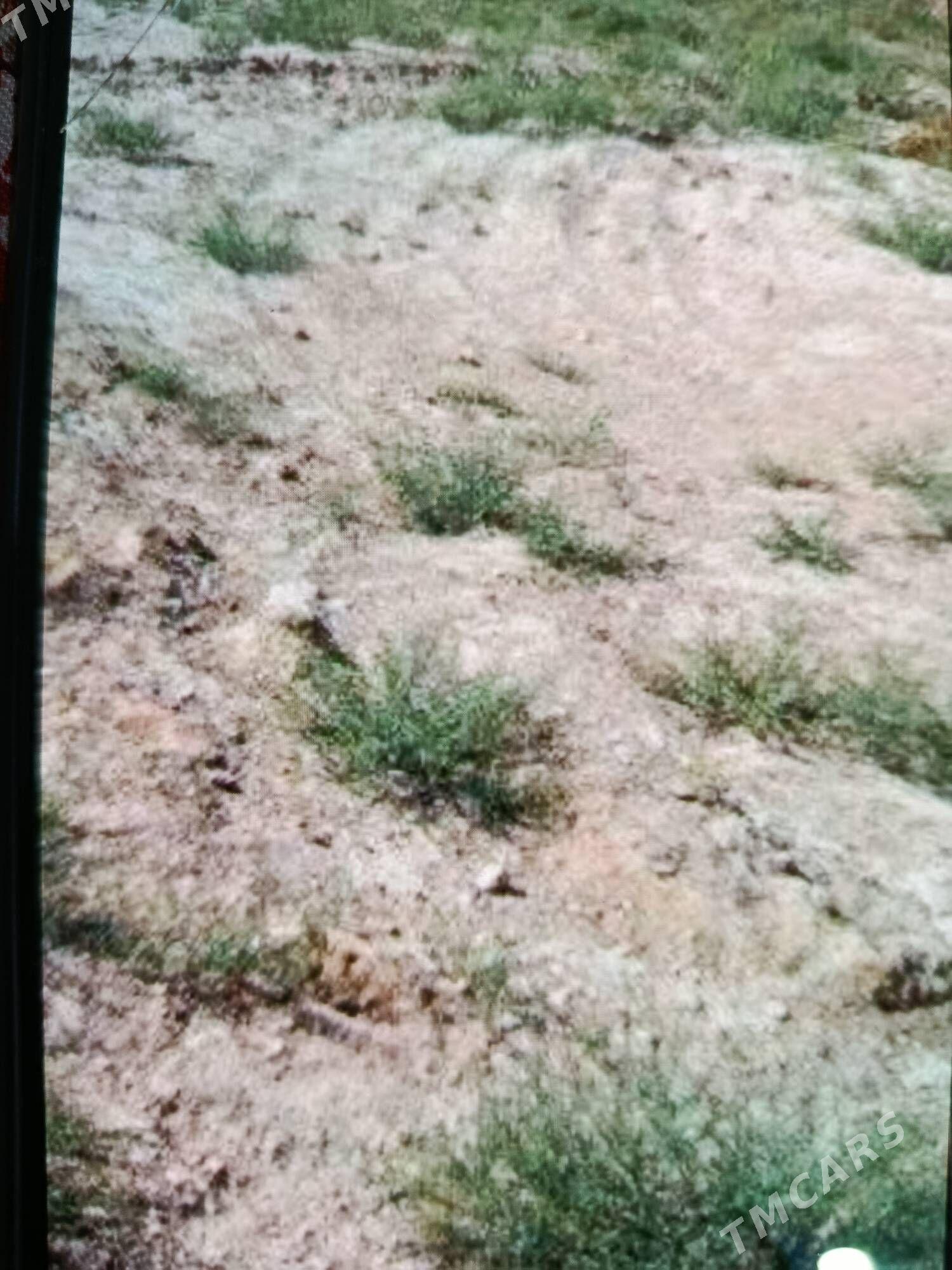 Mellek Ýer 8 sotyk Dovletnama - Ýolöten - img 2