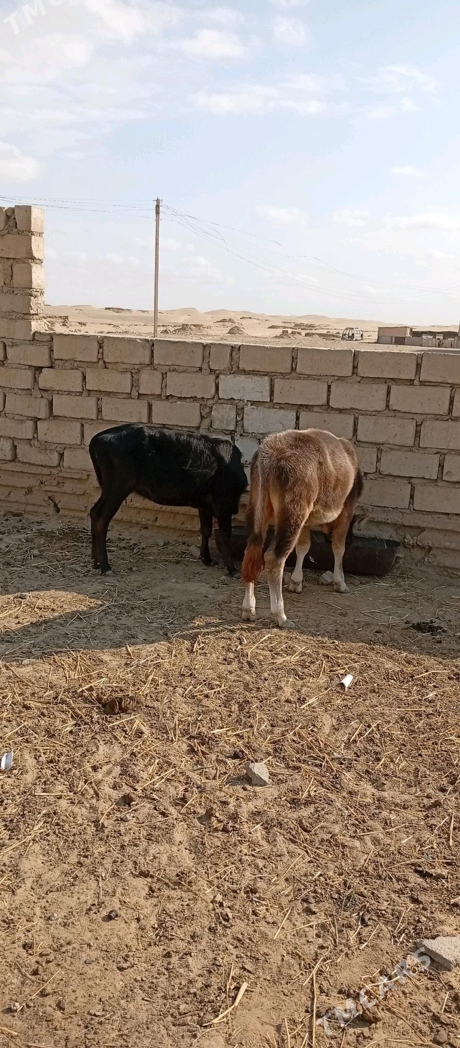 Öküzçe - Esenguly - img 1