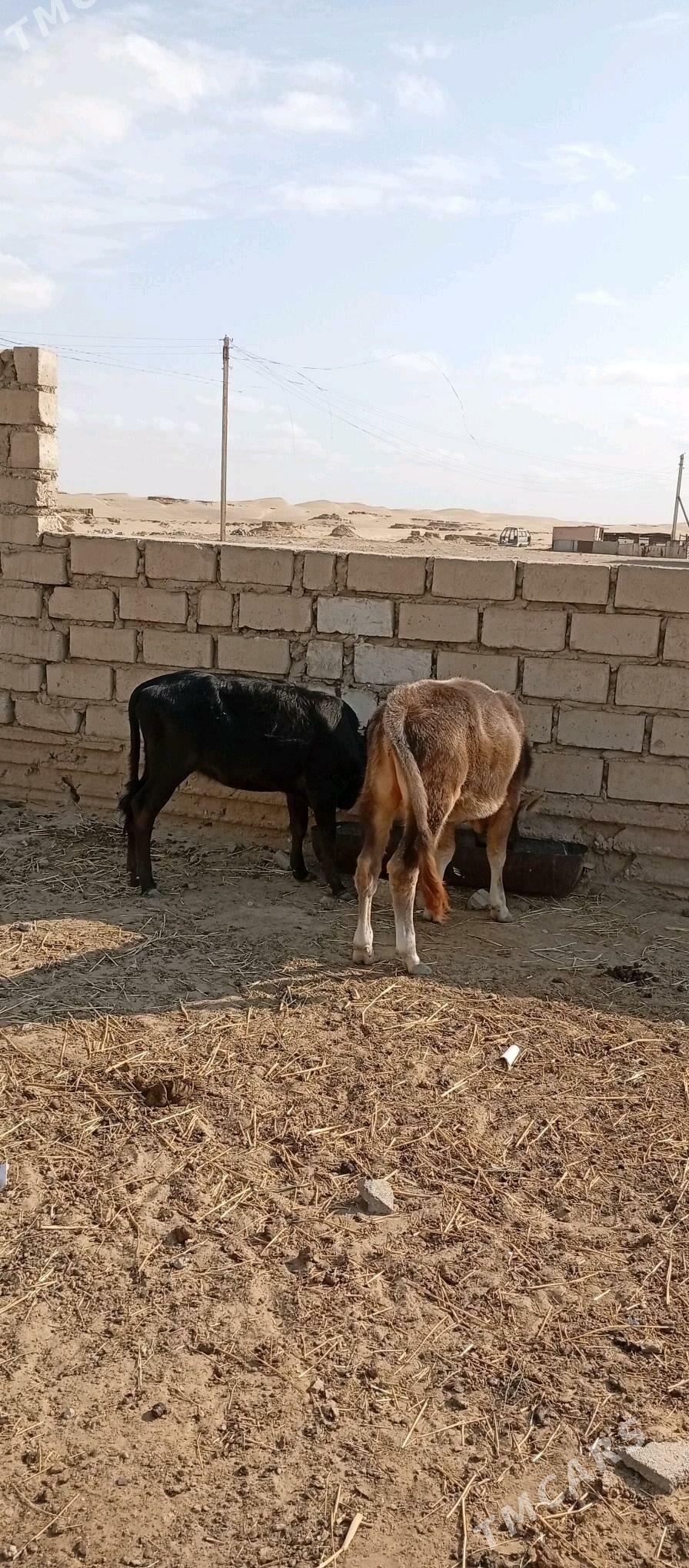 Öküzçe - Esenguly - img 5