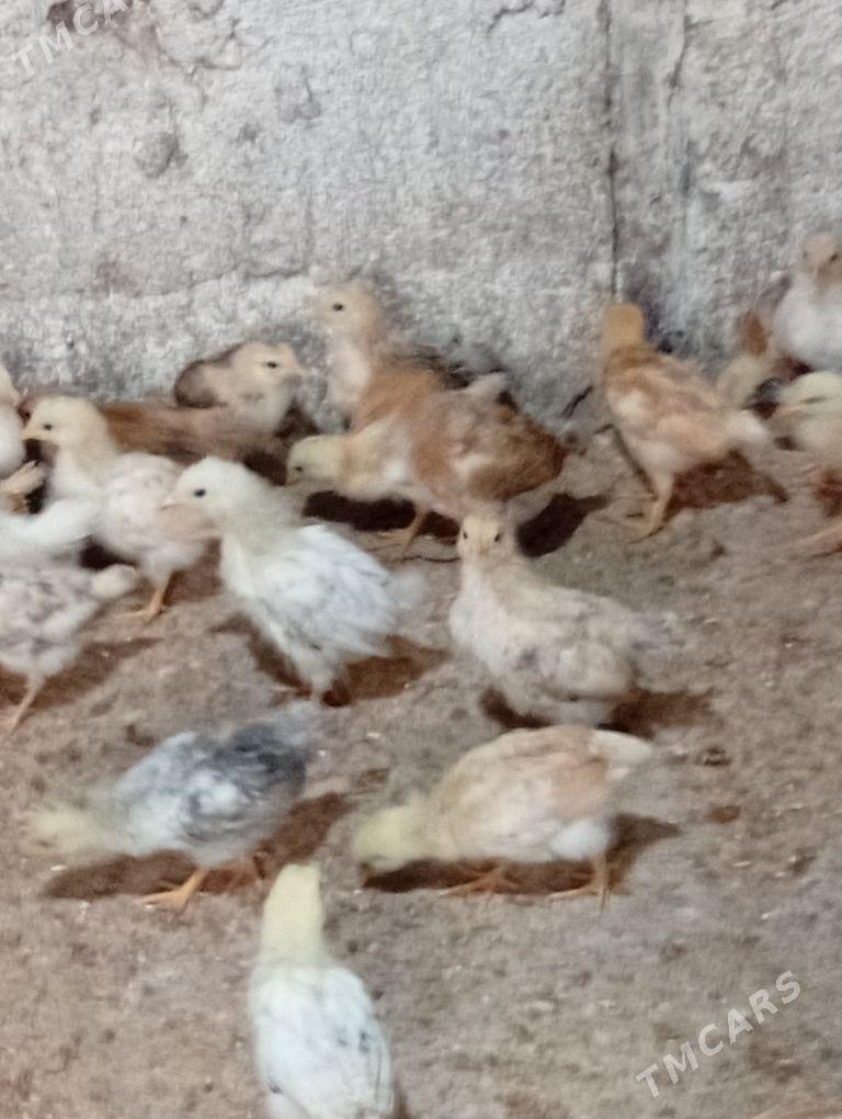 jüje - Gökje - img 3