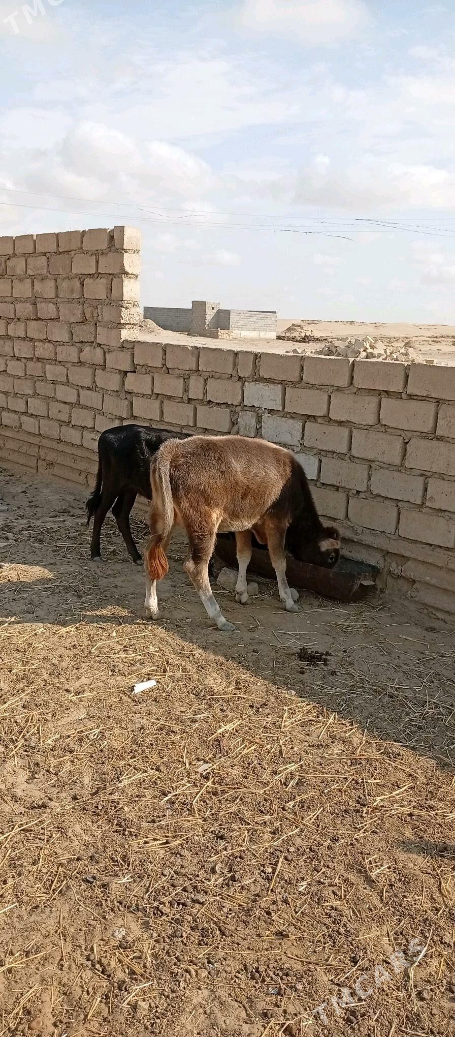 Öküzçe - Esenguly - img 2