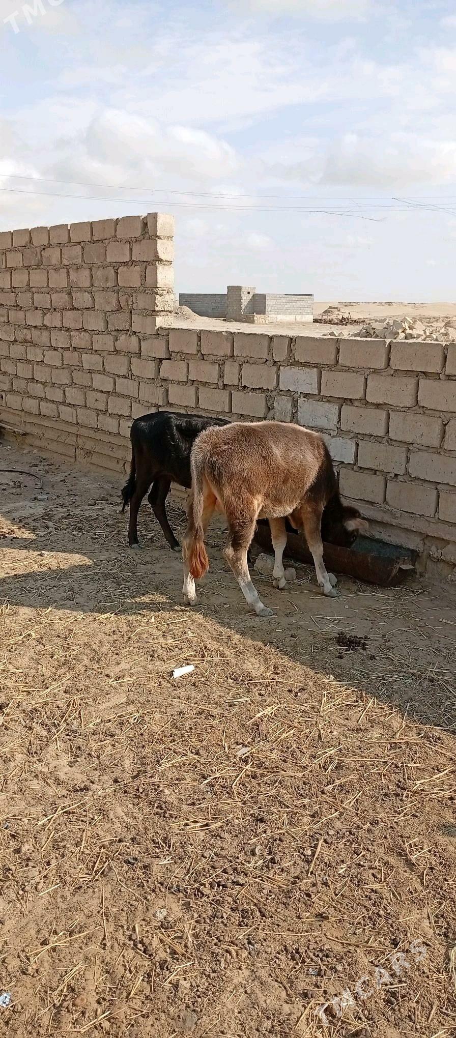 Öküzçe - Esenguly - img 3