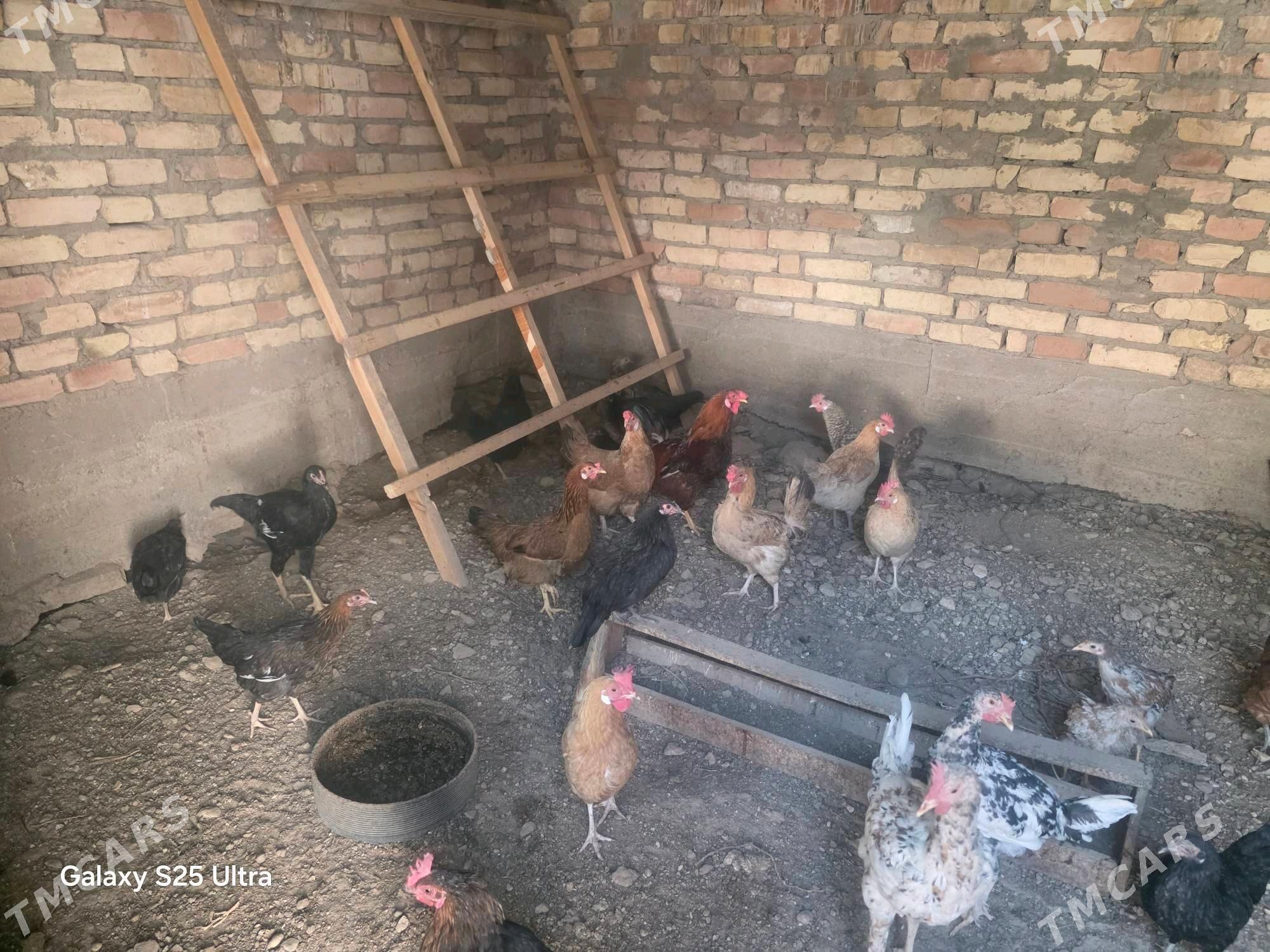 towuklar - Balkanabat - img 1