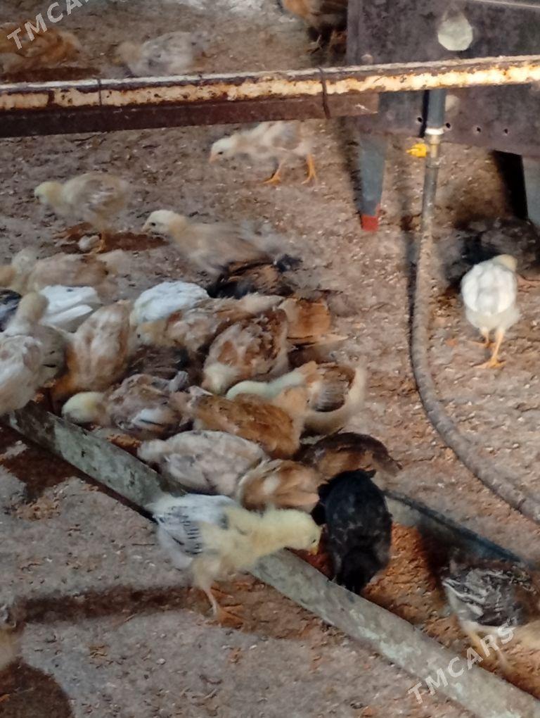 jüje - Gökje - img 1