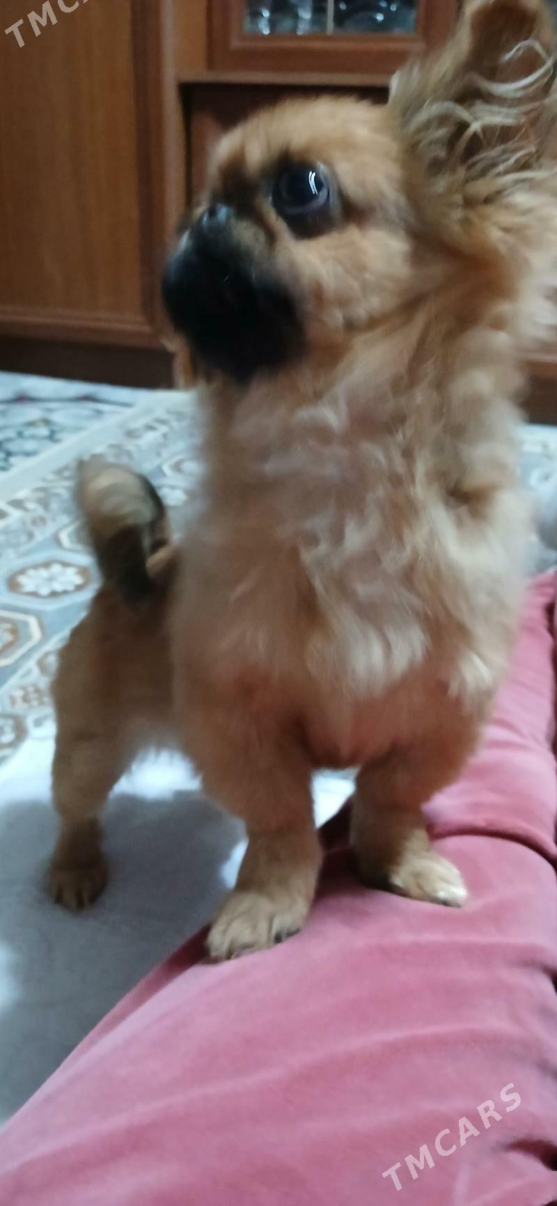 Шенок пекинеса - Туркменабат - img 3