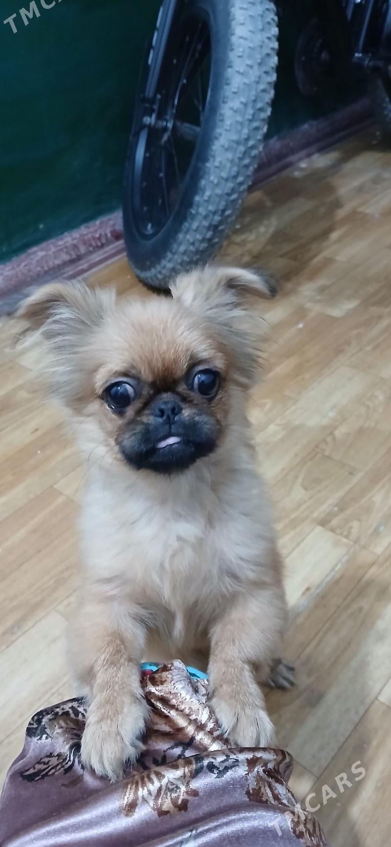 Шенок пекинеса - Туркменабат - img 4