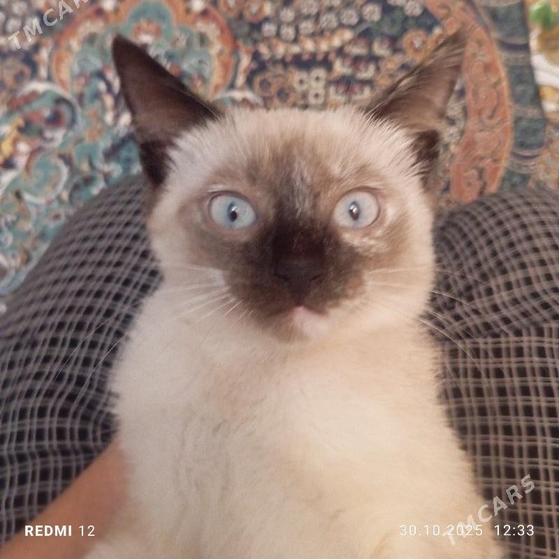 PISIK - Дашогуз - img 2