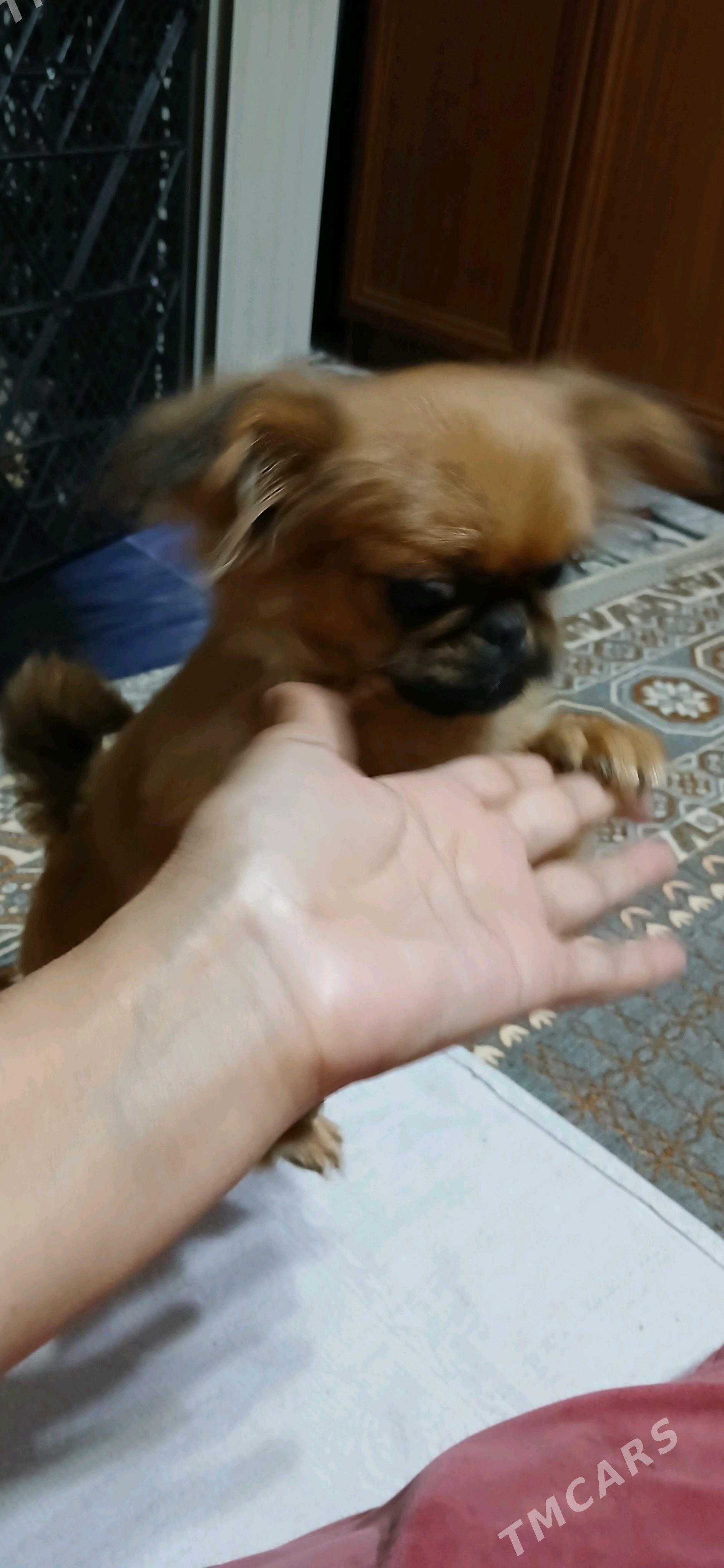 Шенок пекинеса - Туркменабат - img 2