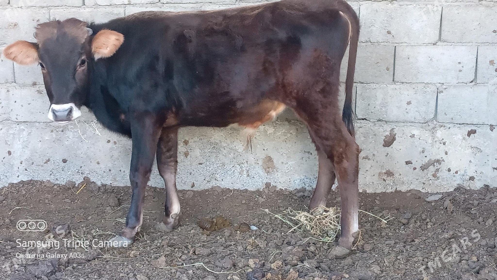 okuz - Гёкдепе - img 2