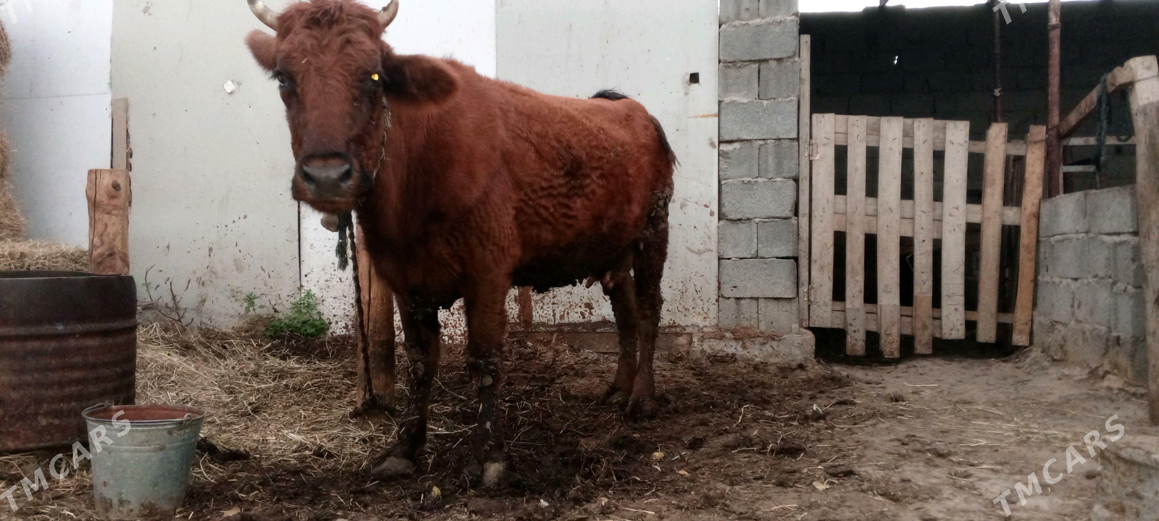 gysyr sygyr - Gökdepe - img 1