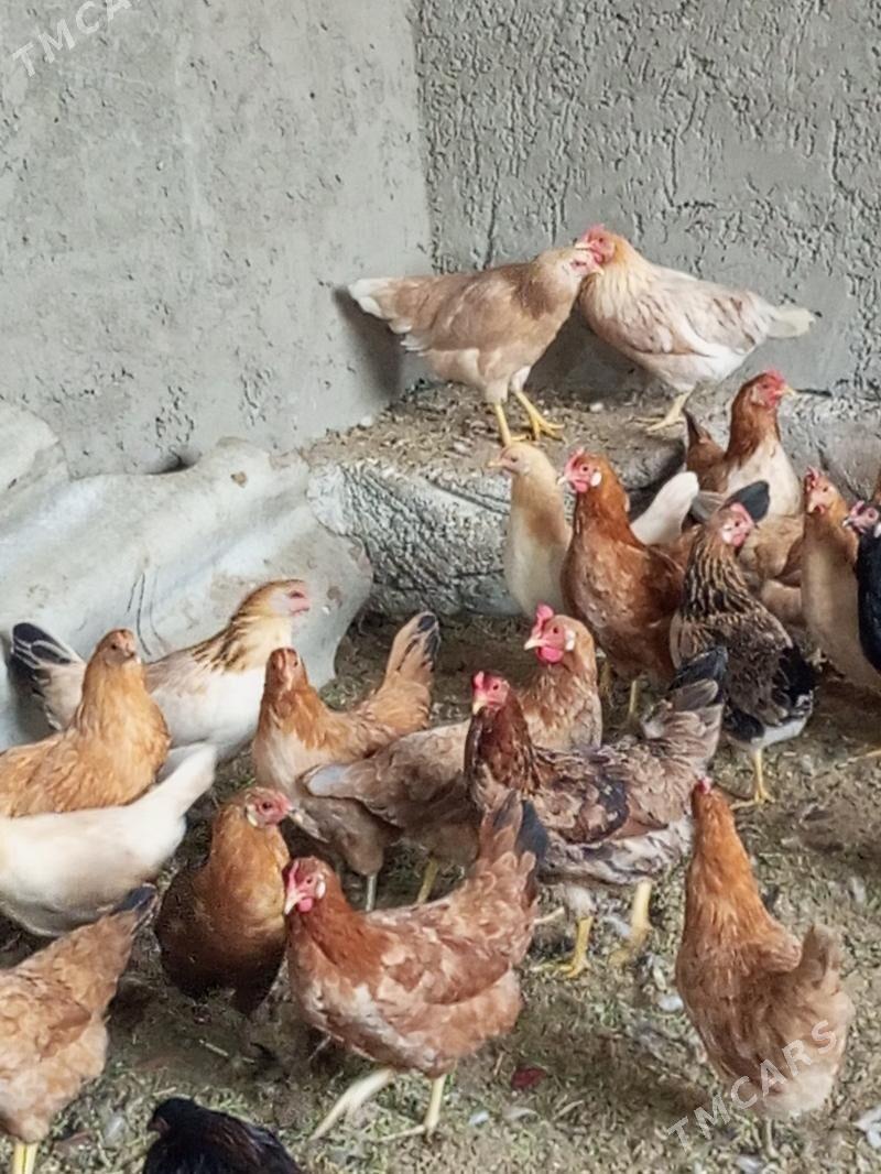 Guzlaýjy towuk. - Murgap - img 2