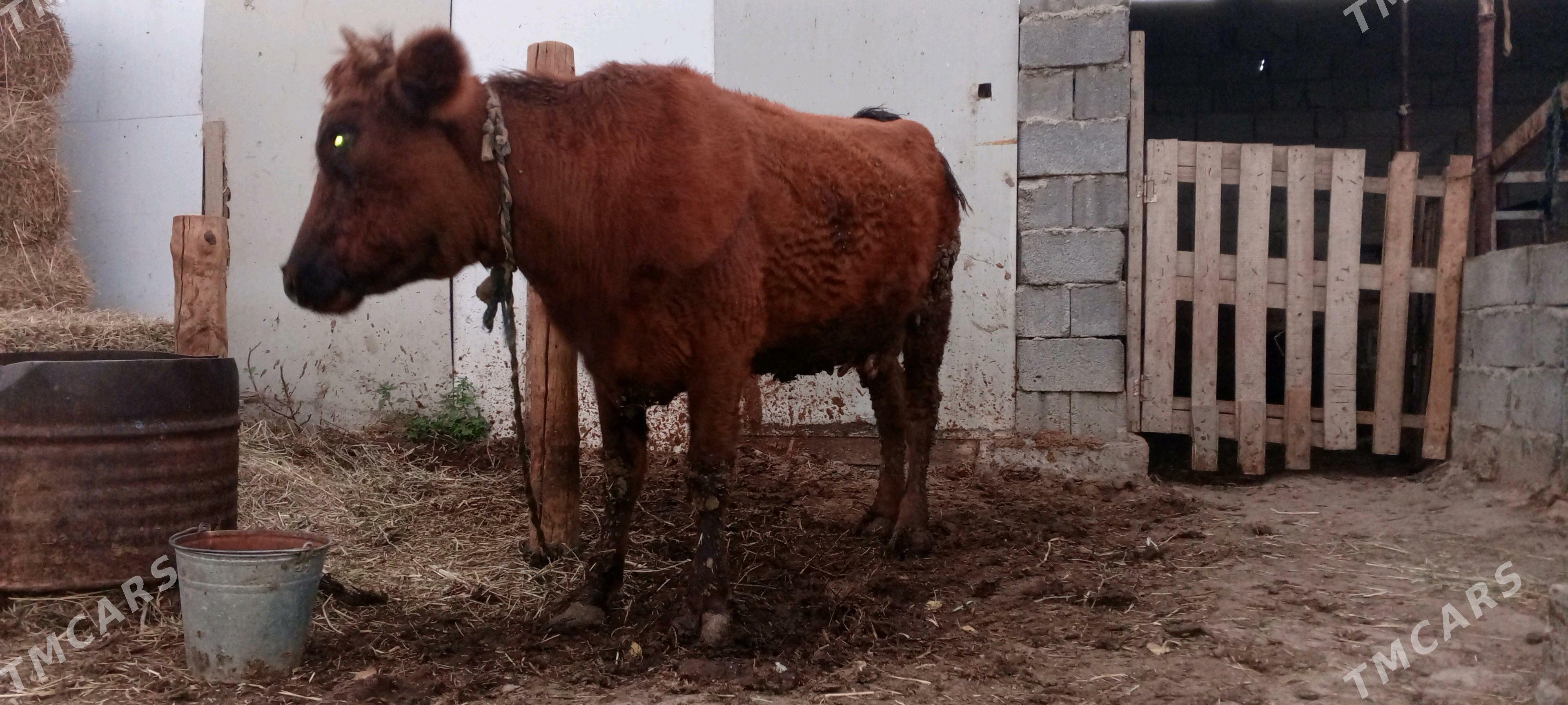 gysyr sygyr - Gökdepe - img 2