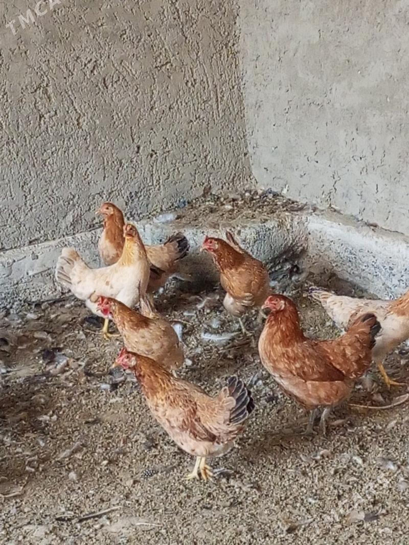 Guzlaýjy towuk. - Murgap - img 3