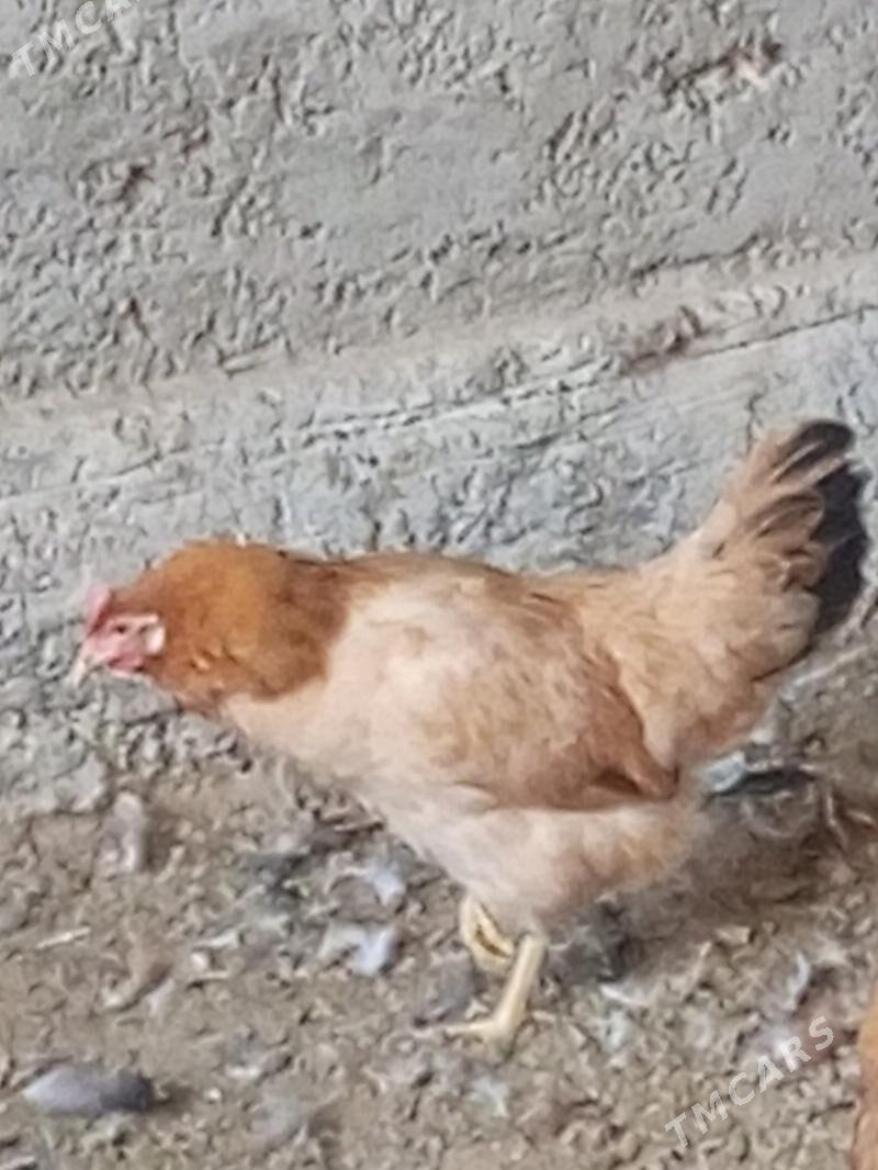 Guzlaýjy towuk. - Murgap - img 4