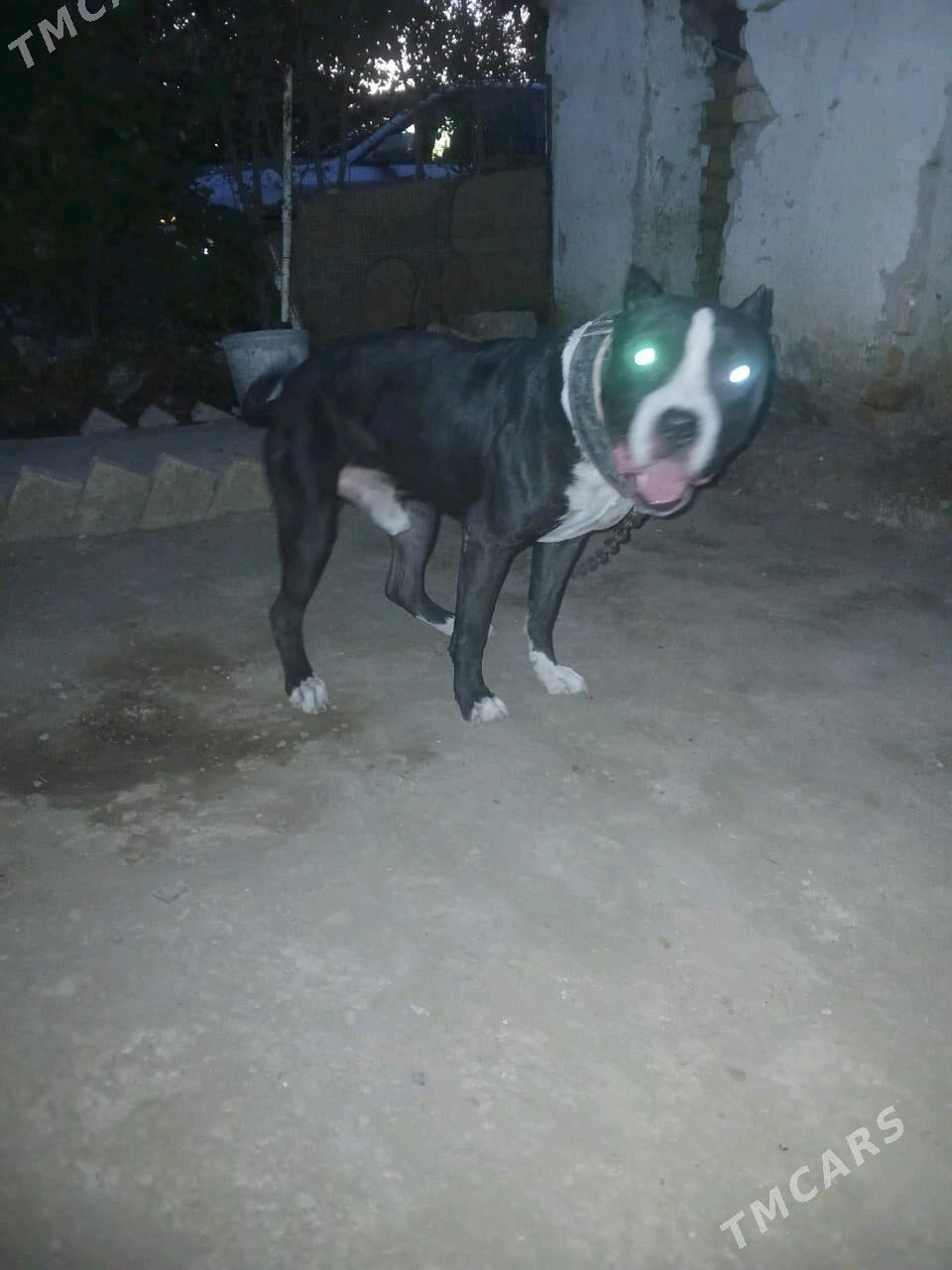 pidbul - Seýdi - img 1