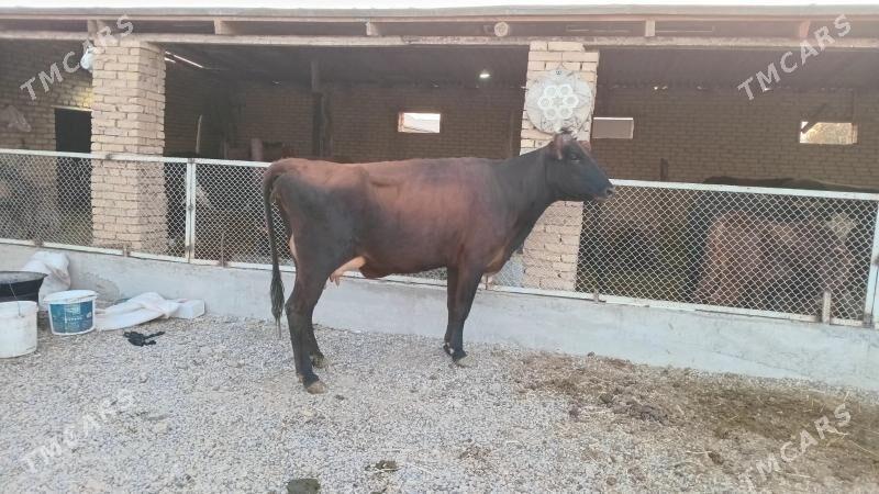 goleli sygyr - Мургап - img 3