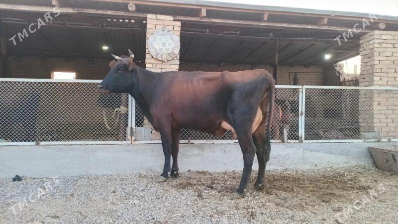 goleli sygyr - Мургап - img 4