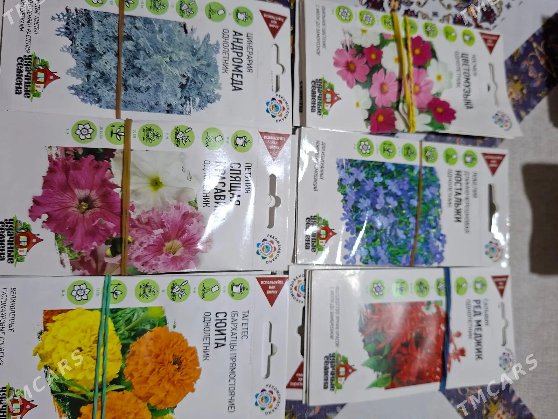 семена цветов Россия - Ашхабад - img 2