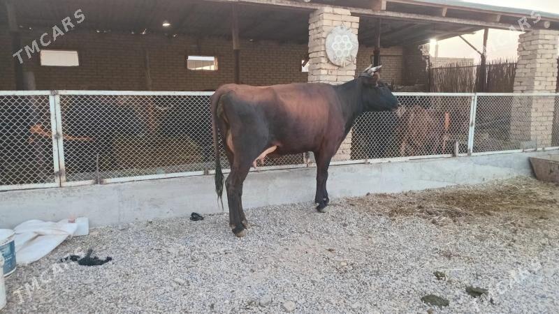 goleli sygyr - Мургап - img 1