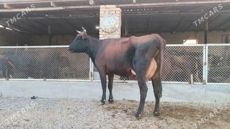 goleli sygyr - Мургап - img 6