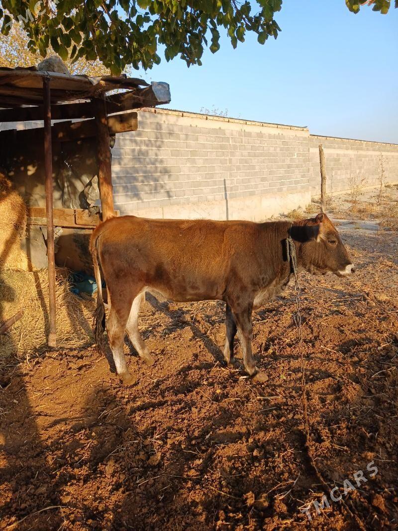 tüwe - Бахарден - img 4